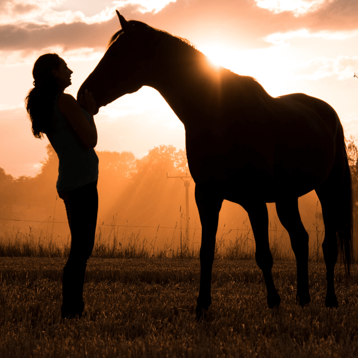 The Bond Between Horse and Rider