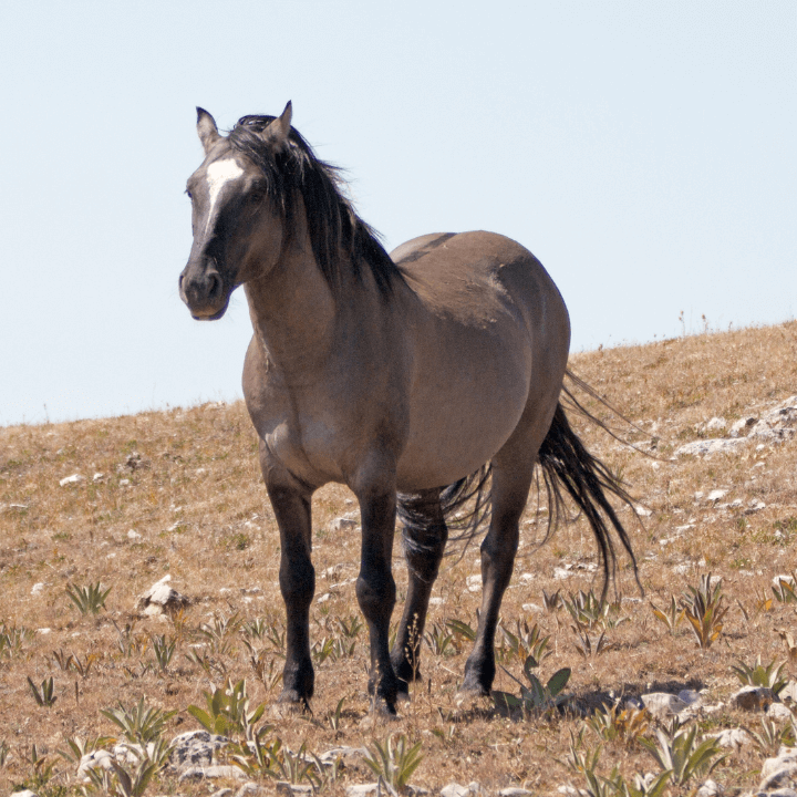 How to Identify a Grulla Horse