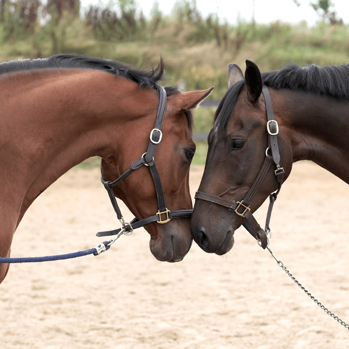 Equine-Assisted Therapy and Rehabilitation